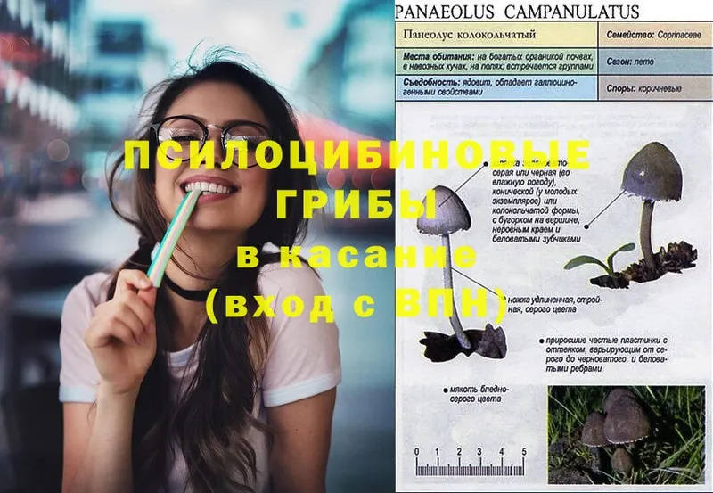 Псилоцибиновые грибы Psilocybine cubensis  купить наркотики цена  Балахна 